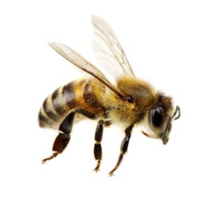 Honey bee in Albuquerque NM - Pest Defense Solutions