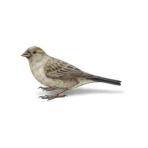 sparrow in Albuquerque New Mexico