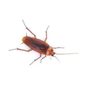 American cockroach identification and information in Albuquerque NM - Pest Defense Solutions