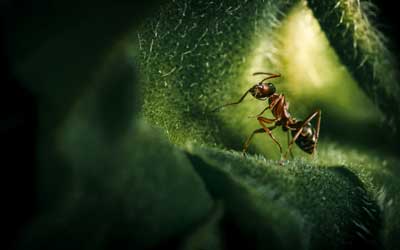 Ant identification at Pest Defense Solutions in Albuquerque New Mexico