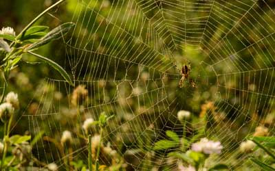 Find out if spiders are dangerous with Pest Defense Solutions in Albuquerque New Mexico