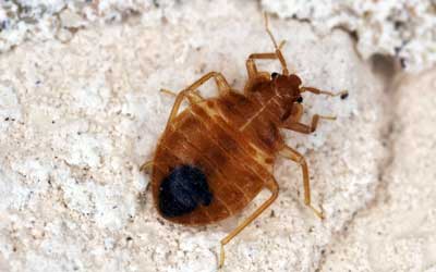 Bed bug identification at Pest Defense Solutions in Albuquerque New Mexico