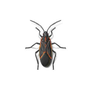 boxelder bug in Albuquerque New Mexico