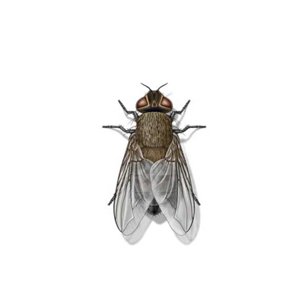 Cluster Fly in Albuquerque | Pest Defense Solutions