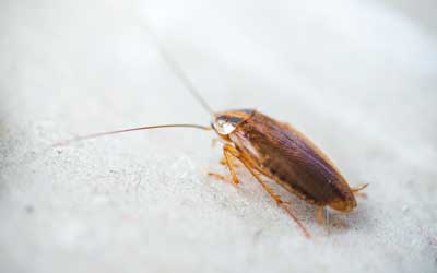 Cockroach identification help at Pest Defense Solutions in Albuquerque New Mexico