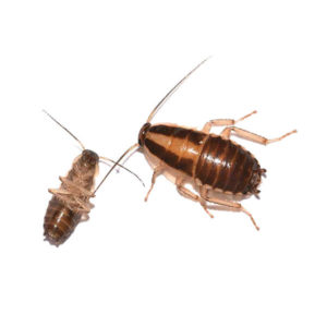 German cockroach identification and information in Albuquerque NM - Pest Defense Solutions