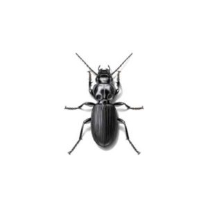 ground beetle in Albuquerque New Mexico