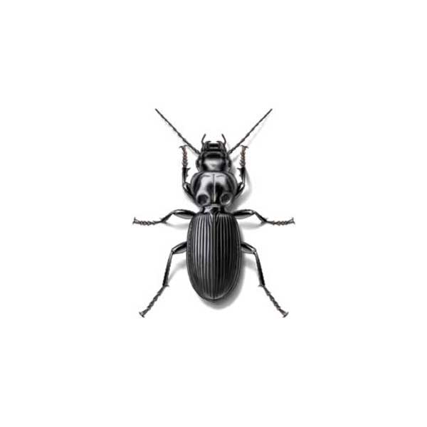 ground beetle in Albuquerque New Mexico
