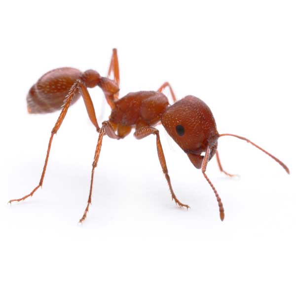 Harvester Ant Identification, Habits & Behavior from Pest Defense Solutions