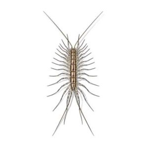 house centipede in Albuquerque New Mexico