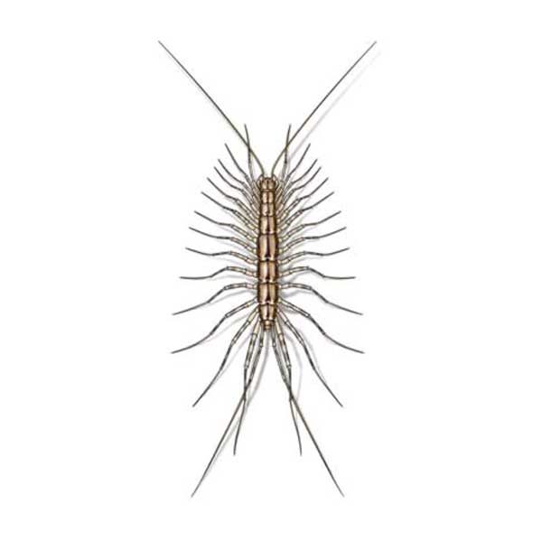 house centipede in Albuquerque New Mexico