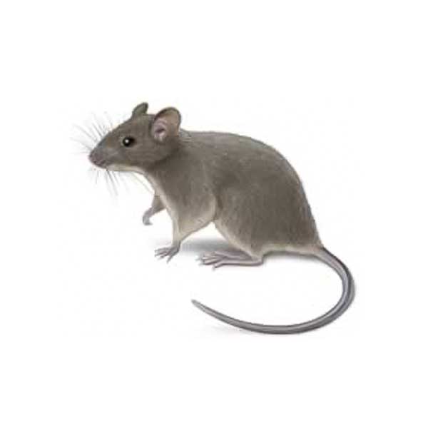 House mouse information and identification in Albuquerque NM - Pest Defense Solutions