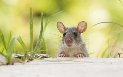 Keep rodents out of your home with Pest Defense Solutions in Albuquerque New Mexico