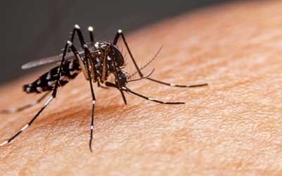 Identify which mosquito you have with Pest Defense Solutions in Albuquerque New Mexico