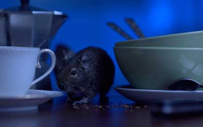 Learn about the Dangers of Rodents in New Mexico with Pest Defense Solutions in Albuquerque