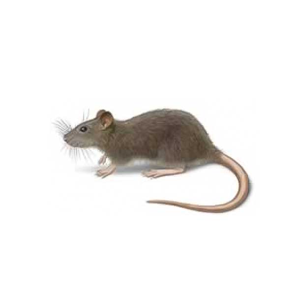 Norway rat identification and habitat in Albuquerque NM - Pest Defense Solutions