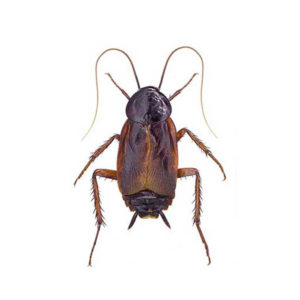Oriental cockroach identification and information in Albuquerque NM - Pest Defense Solutions