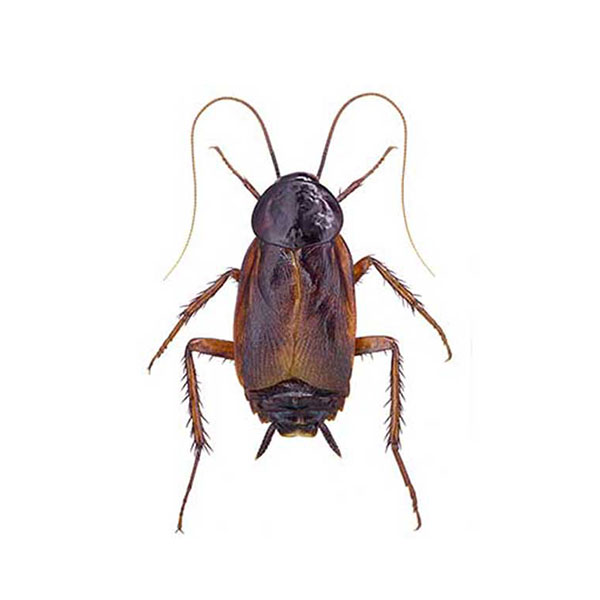 Oriental cockroach identification and information in Albuquerque NM - Pest Defense Solutions