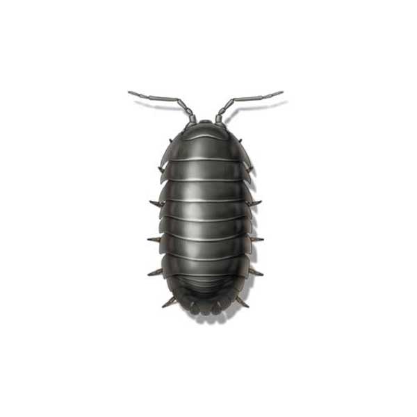 pillbug in Albuquerque New Mexico