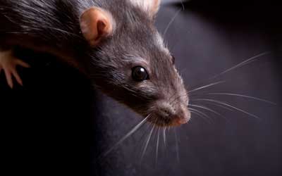 Identify what rat or mouse you have with Pest Defense Solutions in Albuquerque New Mexico