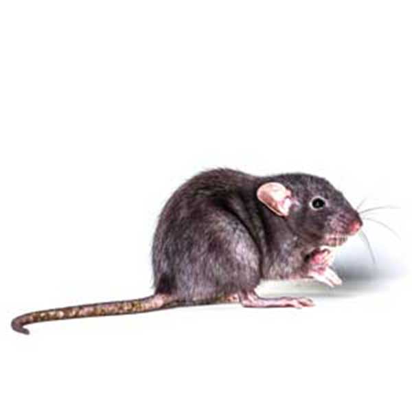 Roof rat identification and habitat in Albuquerque NM - Pest Defense Solutions