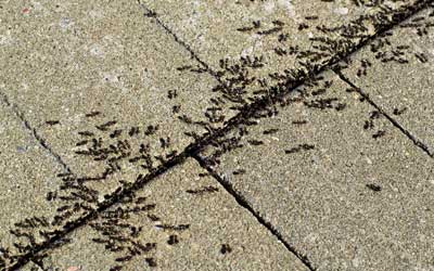 Signs of an ant infestation at Pest Defense Solutions in Albuquerque New Mexico