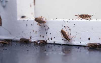 Learn the signs of a cockroach infestation with Pest Defense Solutions in Albuquerque New Mexico