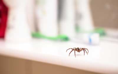 Identify which spider you have with Pest Defense Solutions in Albuquerque New Mexico