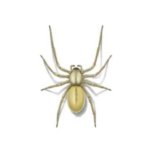Sac Spider on white in Albuquerque | Pest Defense Solutions