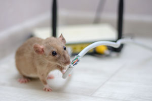 Rats chew on wires and create hazards in Albuquerque NM homes. New Mexico Pest Control shares info on the dangers of rodents.