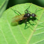 Carpenter ants are commonly mistaken for termites in Albuquerque NM - Learn the difference from Pest Defense Solutions!