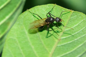 Carpenter ants are commonly mistaken for termites in Albuquerque NM - Learn the difference from Pest Defense Solutions!