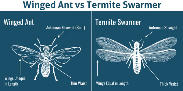 Winged ant vs. termite in Albuquerque NM - Pest Defense Solutions