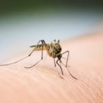 Mosquitoes do not transmit coronavirus. Pest Defense Solutions in Albuqueque NM