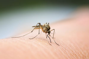 Mosquitoes do not transmit coronavirus. Pest Defense Solutions in Albuqueque NM