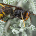 Murder hornet facts from Pest Defense Solutions - Albuquerque NM