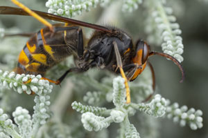 Murder hornet facts from Pest Defense Solutions - Albuquerque NM