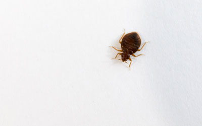 Learn about common bed bug myths in Albuquerque NM - Pest Defense Solutions