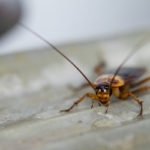 Cockroaches are a common summer pest problem in albuquerque NM - Pest Defense Solutions