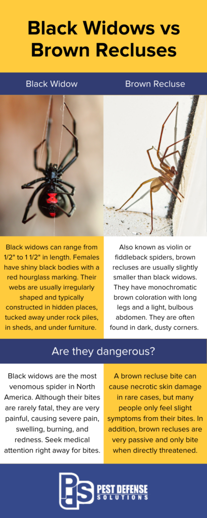 Black Widow vs Brown Recluse Infographic - Pest Defense Solutions in Albuquerque NM