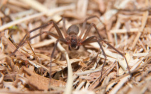 The brown recluse spider is one of many dangerous spiders in Albuquerque NM - Pest Defense Solutions