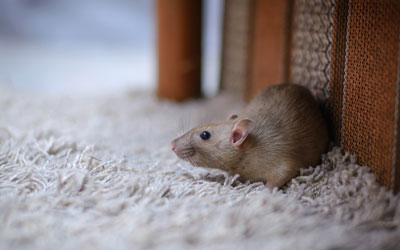 Rodents infest homes in Albuquerque NM in the fall - Pest Defense Solutions