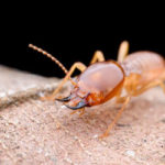 Termites can infest homes in Albuquerque NM all year long - Pest Defense Solutions