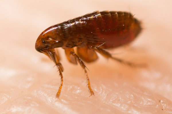 Flea identification in Albuquerque NM - Pest Defense Solutions