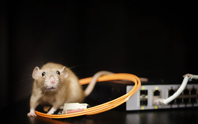 Rodents are entering Albuquerque NM homes during the pandemic - Pest Defense Solutions