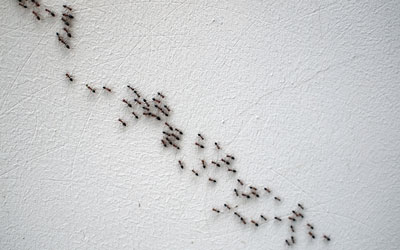 Ants are a common seasonal pest in Albuquerque NM - Pest Defense Solutions