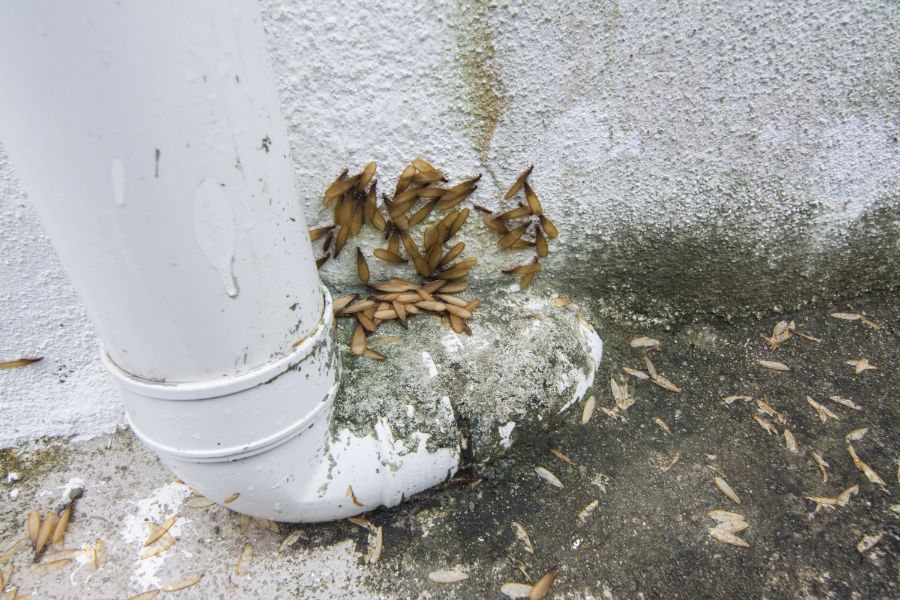 When is termite season in Albuquerque NM - Pest Defense Solutions