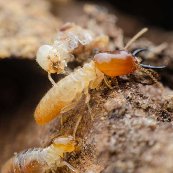 Termite prevention in Albuquerque NM - Pest Defense Solutions
