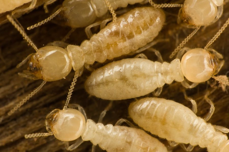 What is the life cycle of a termite in Albuquerque NM - Pest Defense Solutions