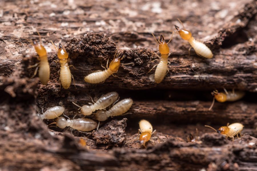 What termites are in Albuquerque NM - Pest Defense Solutions